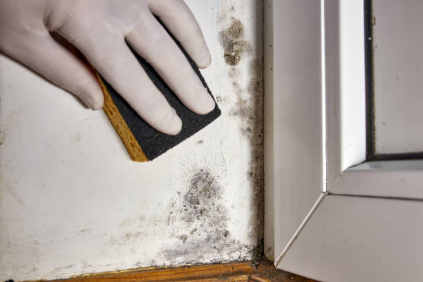 Biohazard Mold Removal in Lebanon, OH